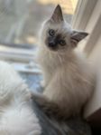 Ragdoll kattunge Hälsotestade föräldrar 