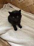 Katt unge Angora 
