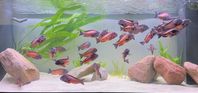 Tropheus red moliro Fx yngel 