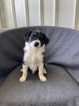 Blandras valpar Border/golden/aussie