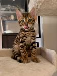 Renrasig Bengal