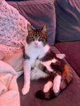 Katt