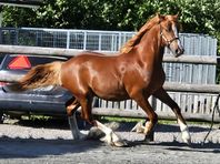 Welsh Cob Valack