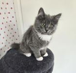 Kattungar 