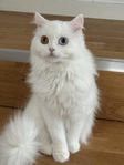 Omplacering katter 