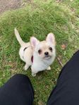 långhårig chihuahua tik 10 veckor 
