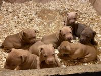APBT puppies