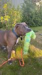 American Bully XXL