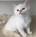 2 Helig birma kattungar med stamtavla fr seriös uppfödning