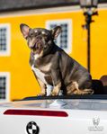 Fransk bulldog 