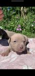 American Bully (Lilac)