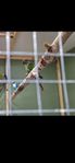 conure 