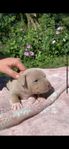 American bully (Lilac Ghost tri) 