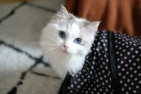 Ragdollhona 4 år, stamtavla