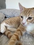 kattunge