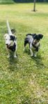 jack Russel blandis 