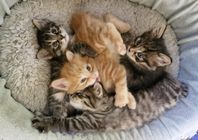 Kurilian Bobtail