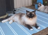 Ragdoll 
