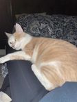 Katt