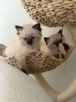 Ragdoll med stamtavla i Sverak