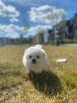 Maltipom Valpar 