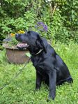 SKK-registrerad labrador valp