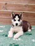 Mycket fina Siberian Husky valpar Sällskapsavlade