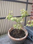 acer orange dream 2-3år