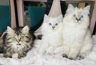 Ragdoll / Chinchilla Perser / Brittisk Långhår