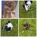 Två pomchi-tikar choklad + svart/vit