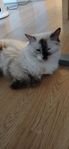Ragdoll