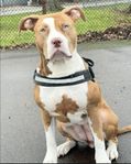 American bully xl M