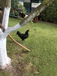 TUPPAR AUSTRALORP