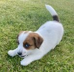 Jack Russell terrier!