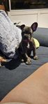 leveransklar fransk bulldogg valp 