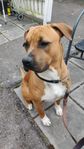 Boxer/Amstaff/American Bully
