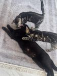 kattungen 2 med mamma 