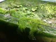 Akvarium växter