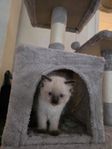 kattungar