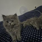 kattungar 