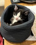 Kattungar, kattbabys, Baby Katt