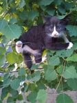 kattungar