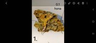 leopardgecko honor