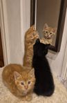 Underbara kattungar söker nya hem