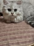 katter 
