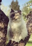 Akut omplacering ragdollhona