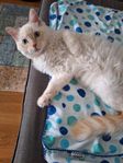 katt