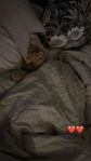 ute katt 3 år