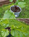 Rabarberplantor