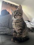kattunge